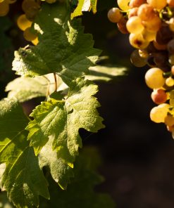 Alternative view of 2024 PETTENTHAL Niersteiner Riesling Auslese