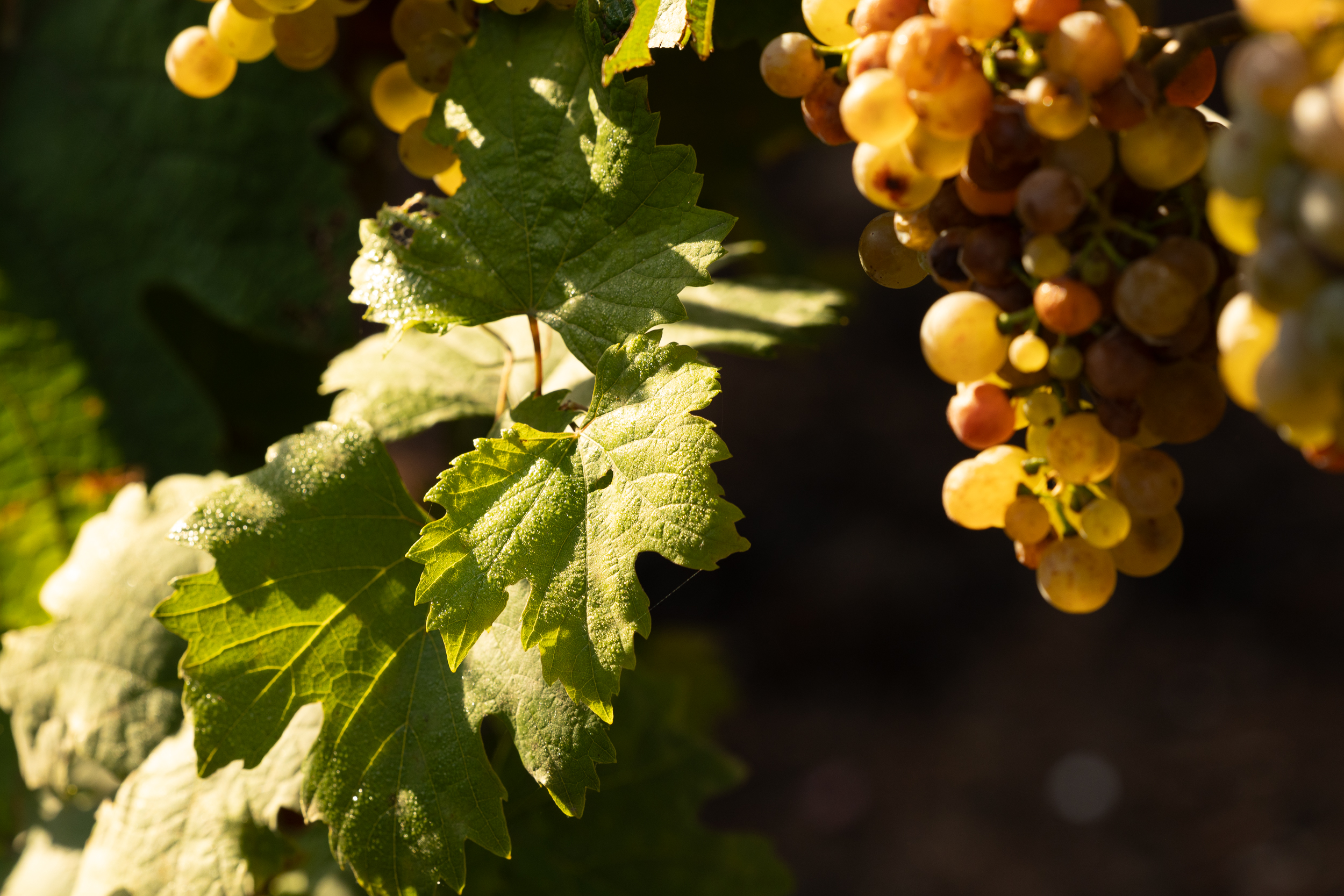 2024 PETTENTHAL Niersteiner Riesling Auslese – Bild 2